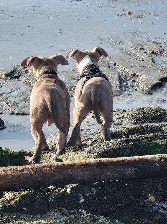 BREIZH BULLY KENNEL - Image 12