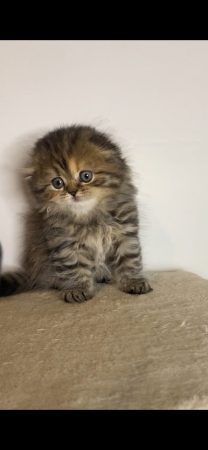 CHATTERIE DE SKOTTY CAT - Image 6