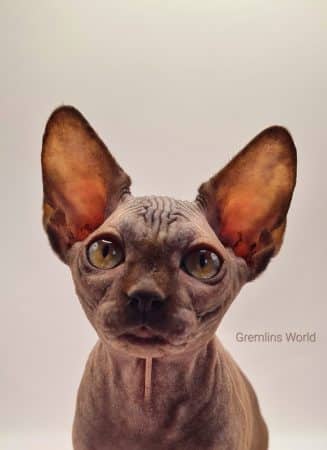 LA CHATTERIE GREMLINS WORLD - Image 8