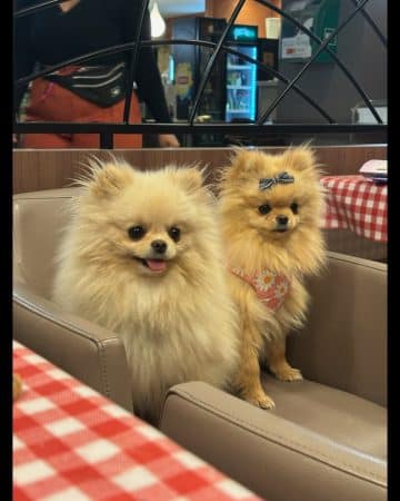 DOMAINE SPITZ NAIN POMERANIAN DES OLIVIERS - Image 23