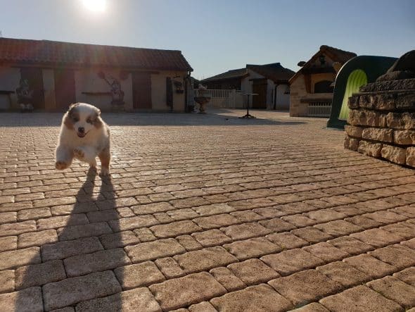 OF DARLING DOG - Image 9