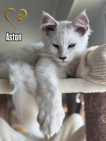 DE HUGCOON - Image 1