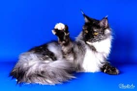 DES CHATS D AYMCELI