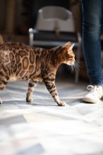 Bengal Wild Cat