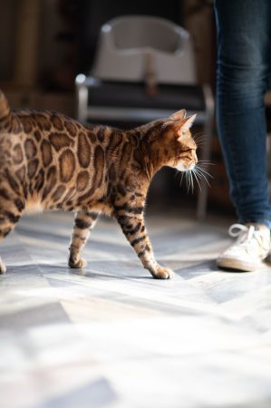 Bengal Wild Cat - Image 3