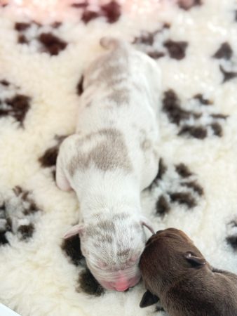 LA MADRINA BULLY - Image 2