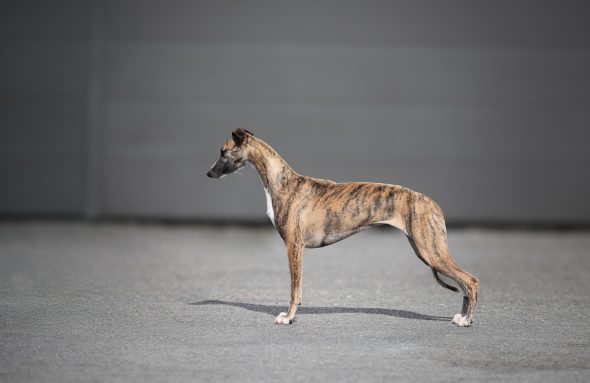 DES PLAINES DES BRUYERES – Whippet et Golden Retriever - Image 2