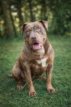 BREIZH BULLY KENNEL
