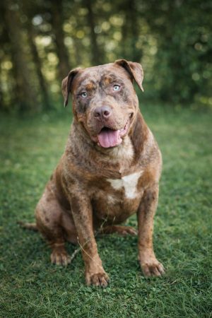 BREIZH BULLY KENNEL - Image 1