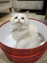 KOCATAS YAREN