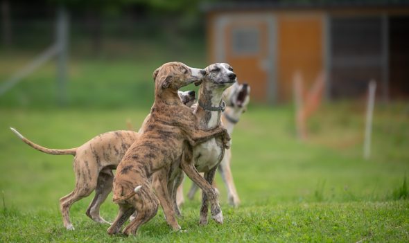 DES PLAINES DES BRUYERES – Whippet et Golden Retriever - Image 9
