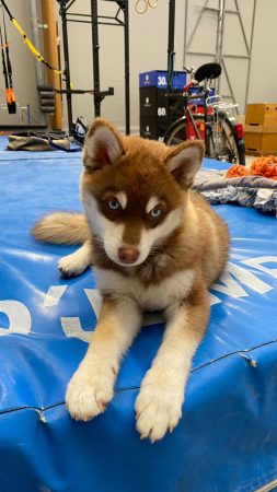 LES POMSKY DE ST ROMAN - Image 5