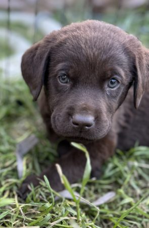 Du Royaume du Labrador et sa chocolaterie - Image 15