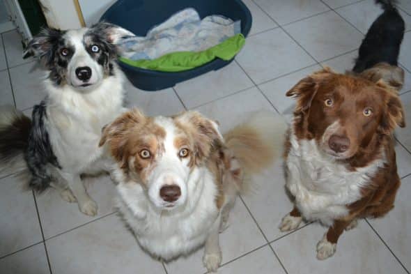 KANOU ET L AURA DU BORDER COLLIE - Image 7