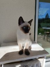 CHATTERIE DES THAÏS ENCHANTES