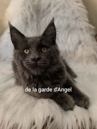 DE LA GARDE D ANGEL - Image 10