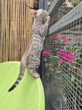 CHATTERIE DES TERRES DE GAIA