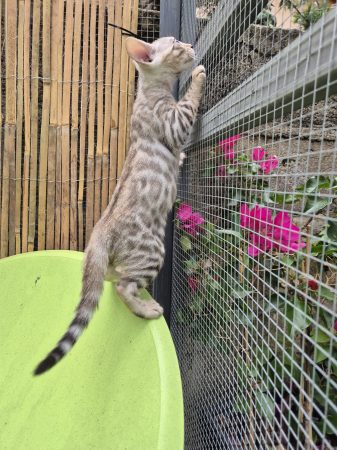 CHATTERIE DES TERRES DE GAIA - Image 3