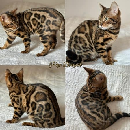 POP BENGAL - Image 1