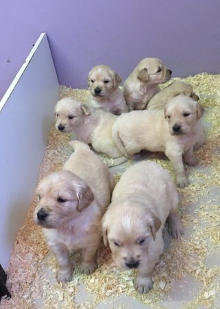 OF THE APPLE MILL - Image 7
