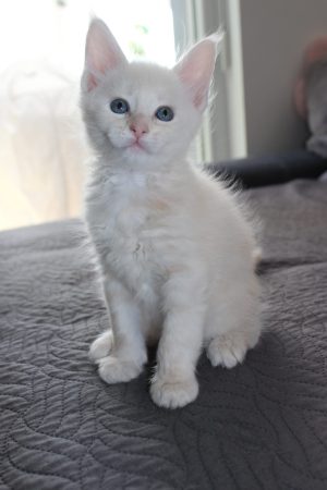 PLUME’S LITTLEPAWS - Image 26