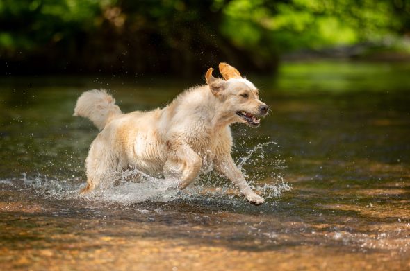 DES PLAINES DES BRUYERES – Whippet et Golden Retriever - Image 24