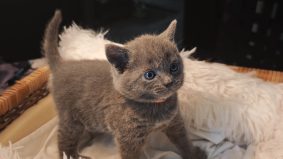 CHATTERIE D�OTSANZ