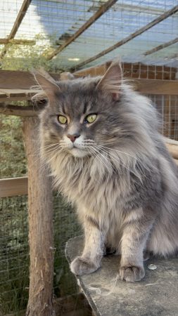 CHATTERIE DU MONT D ANGELYS - Image 10