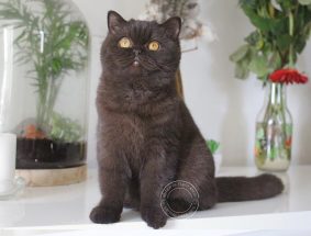 OF FURRY ANGEL