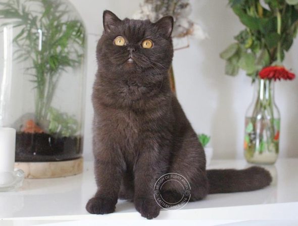 OF FURRY ANGEL - Image 3