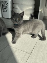 CHATTERIE DE M BEAUTY