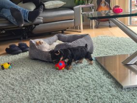 DESSE VALERIE     ELEVEUR  DE YORKSHIRE TERRIER  DANS LE 59540