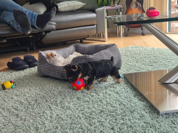 DESSE VALERIE     ELEVEUR  DE YORKSHIRE TERRIER  DANS LE 59540 - Image 3