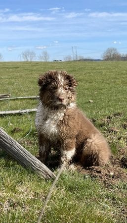 OPAL AUSSIE - Image 12