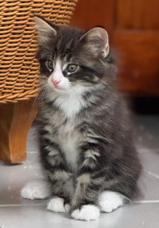 CHATTERIE MEWDIE KATT - Image 5