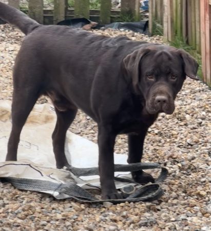Du Royaume du Labrador et sa chocolaterie - Image 12