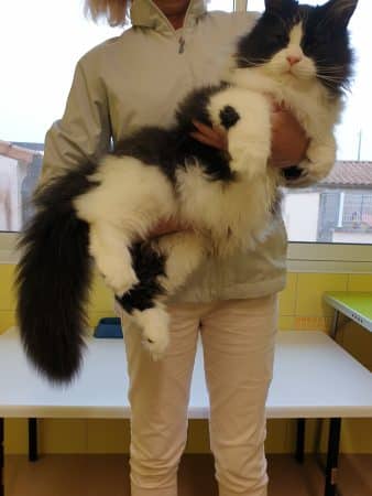 OF DARLING DOG - Image 12