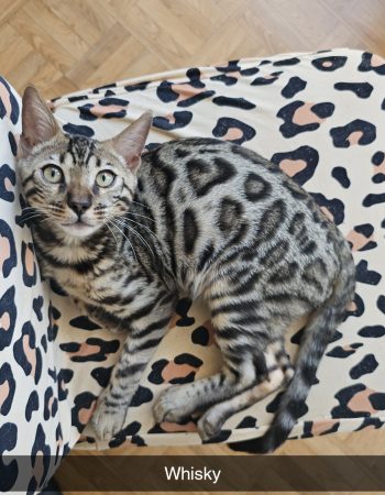 BENGAL IN LUXURY - Image 6