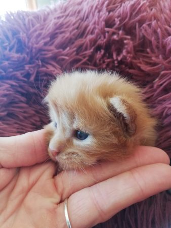 CHATTERIE DE L ILE BOISSEAU - Image 20