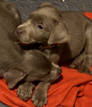 Du Royaume du Labrador et sa chocolaterie - Image 4