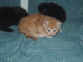 BEBES MIAOUS