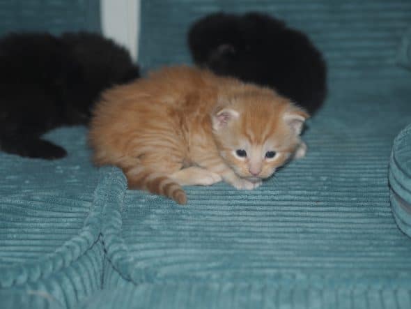 BEBES MIAOUS - Image 4
