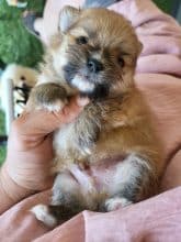 DOMAINE SPITZ NAIN POMERANIAN DES OLIVIERS