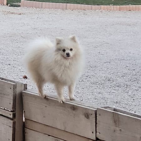 DOMAINE SPITZ NAIN POMERANIAN DES OLIVIERS - Image 14