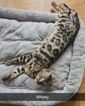 BENGAL IN LUXURY