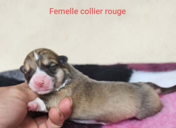 De l&rsquo;Outsaïna - Image 5