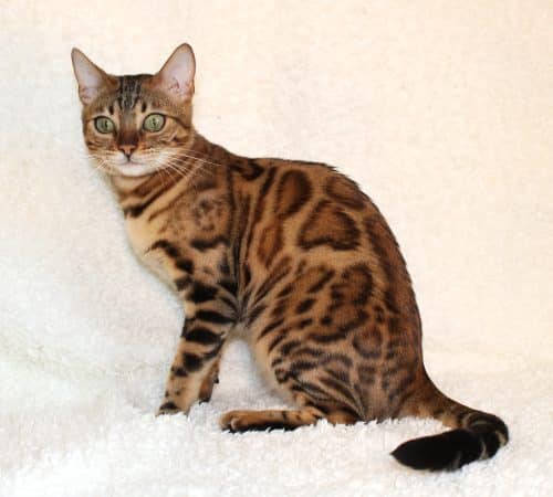 felix-felicis - Image 14