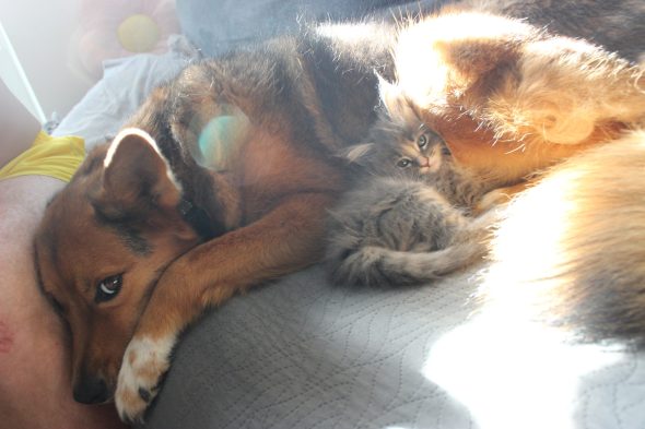 PLUME’S LITTLEPAWS - Image 37