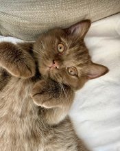 PLUMP FLUFFY CUB&rsquo;S