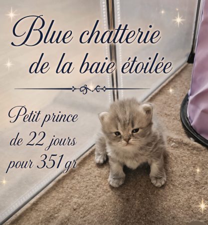CHATTERIE DE LA BAIE ETOILEE - Image 8